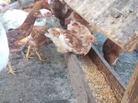 Chickens — zdjęcie 5
