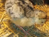 Turkeys — foto 1