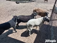 公羊, Dorper sheep — 照片 2
