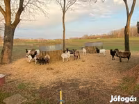 भेड़, Cameroon sheep — फ़ोटो 2