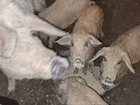 Pigs (batch, sex not specified), Мангалица — photo 3