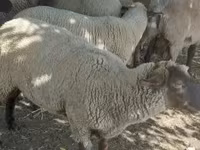 Kos, Juhok — 3. fotó