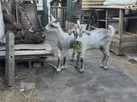 Kozel, Nubian Goat — foto 1