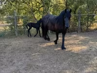 Kanca, Friesian — 6. fotó