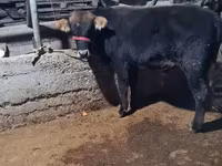 Bika, Swedish red cattle — 4. fotó