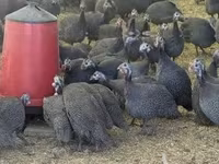 Guinea fowl — photo 4