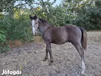 Caballo, Caballos — foto 4