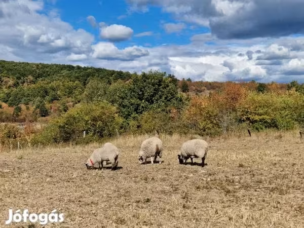 Juh, White Suffolk sheep