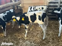 सांड, Russian Black pied cattle — फ़ोटो 4