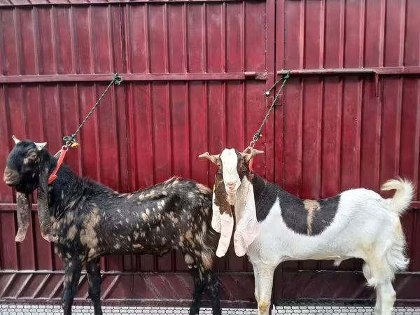 Bak, Kamori goats
