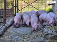 Eber, Schweine — Foto 3