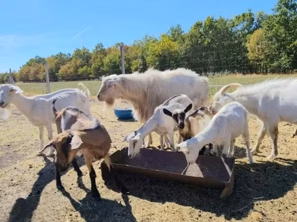 Goats (batch, sex not specified), Goats