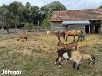 Ziege, Ziegen — Foto 6