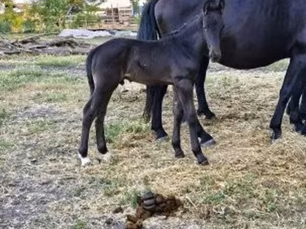 घोड़ी, Nonius horse
