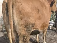 Vaca, Bovinos — foto 5