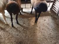 Қошқар, Hissar sheep — 7-сурет