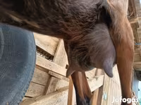 公山羊, Alpine goat — 照片 5