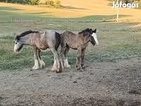 घोड़े (लॉट, लिंग निर्दिष्ट नहीं), Gypsy horse — फ़ोटो 2