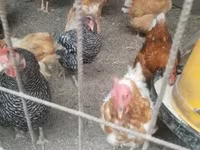 Chickens — الصورة 1