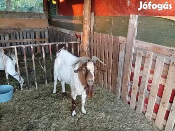 公山羊, Boer goat — 匈牙利