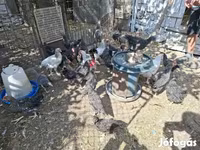 Chickens — 照片 3