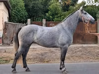 فرس, Appaloosa — الصورة 3