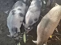 猪（批次，未指定性别）, Pigs — 照片 2