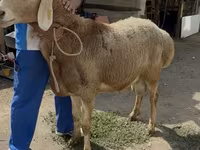 Juh, Baerchuke sheep — 2. fotó