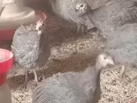 بيرل غري — الصورة 3