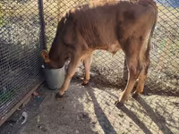 أبقار (دفعة، الجنس غير محدد), Simmental cattle — الصورة 4