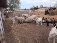 Kecskék (tétel, nem megadva), Kecskék — 2. fotó
