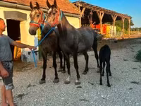 Caballo, Lipizzaner — foto 4