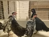 Japanese Bantam — photo 2