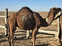 Camel, Arvana camel — photo 1