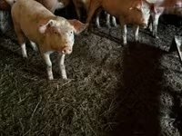 公猪, Pigs — 照片 1