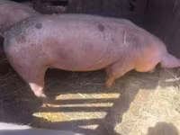 Boar, Pigs — photo 8