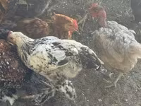 Chickens — photo 2