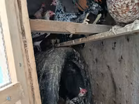 Bantam Japonesa — foto 1