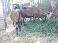 Kos, Cameroon sheep — 1. fotó