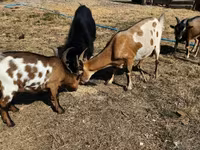 公山羊, Goats — 照片 1