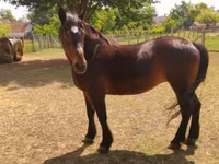 Yegua, Caballos — foto 2