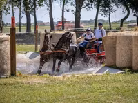 Айғыр, Hungarian horse breed — 2-сурет