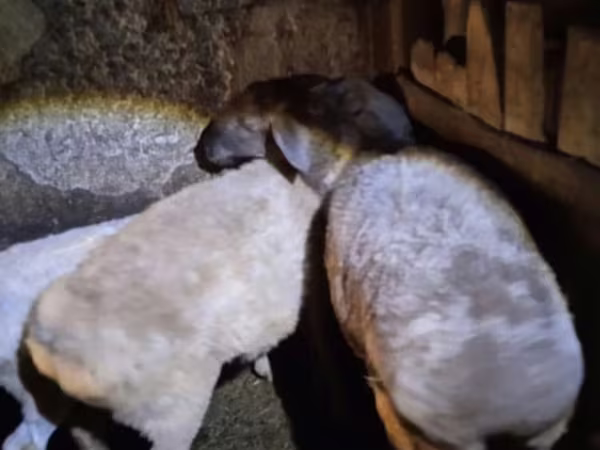 Schaf, Adal sheep
