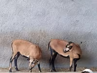 भेड़, Cameroon sheep — फ़ोटो 1