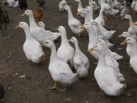 Turkeys — फ़ोटो 7