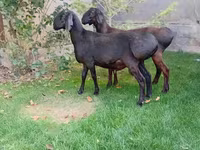 Kos, Arashan sheep — 1. fotó