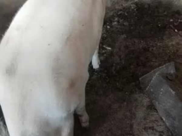 Disznók (tétel, nem megadva), Sertések — Magyarország