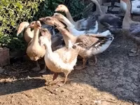 Geese — الصورة 3