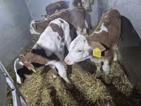 Taureau, Simmental cattle — photo 1