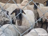 نعجة, Tsigai sheep — الصورة 1